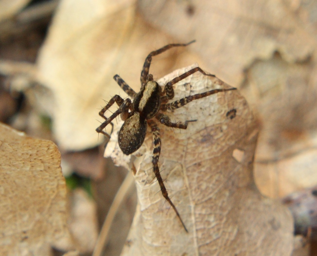 Pardosa sp.